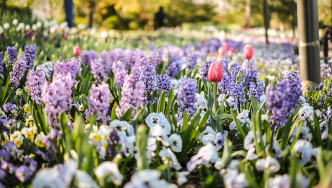 Best Places to See Spring Flowers in Australia